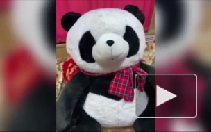 До 4 лет тюрьмы грозит похитителю игрушечной панды из Братска
