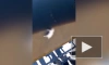 Видео: в Обводном канале заметили тушу кабана