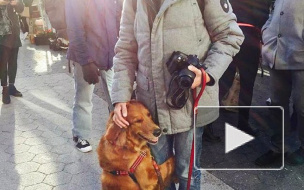 Собака-обнимака покорила сердца пользователей сети