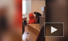 Видео: студент пришел в костюме котика ради зачета