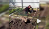 "Обычное" видео умилило соцсети: Медвежонок помогает в огороде