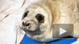 Центр реабилитации выпустил на волю спасенного тюлененка