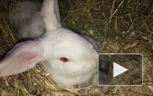 48 кроликов ищут новый дом