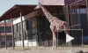 Жирафиха Соня из Ленинградского зоопарка не оценила петербургскую весну 