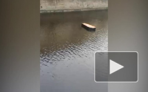 Видео: по набережной канала Грибоедова плывет гроб