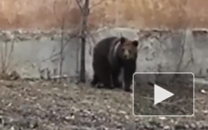 Видео из Челябинска: бурого медведя вывели на прогулку в центр города