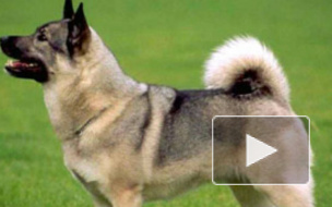 Женщина получила условный срок за то, что стала употреблять амфетамин после смерти любимой собаки