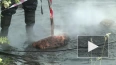 Видео: как проходит очистка бухты Радуга от нефтепродукт...
