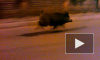 Вышли "свиньей": дикие кабаны расхаживают по дорогам Ленобласти