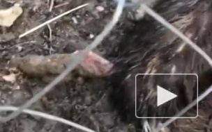 Видео с умирающим страусом из сочинского Дендрария взбудоражило Интернет