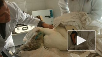 Белый лебедь, погибавший у Колпинского кладбища, спасён