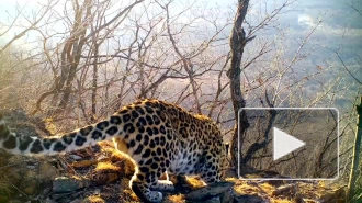 "Поющий" дальневосточный леопард попал на видео туристов в Приморье