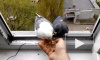 пара голубей