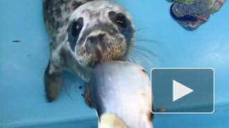 Фонд друзей балтийской нерпы показал, как тюлень ест селедку