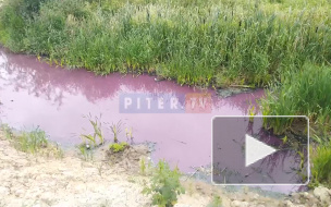 В поселке Металлострой ручей окрасился в фиолетовый цвет