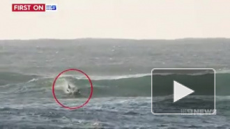 Видео из Австралии: Дельфин прыгнул на серфера