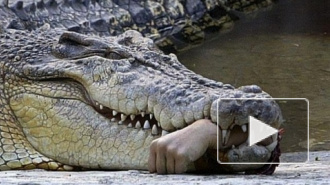 Дворники нашли на улице крокодила-людоеда в Калининском районе Петербурга