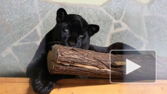 В Ленинградском зоопарке появился чёрный ягуар Рич
