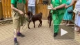 В Ленинградском зоопарке появилась порода коз Камори