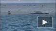 В Австралии на берег выбросились около 300 дельфинов ...