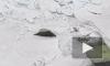 Эпизод семейной жизни серых тюленей попал на видео в Финском заливе