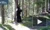 Медведь устроил танцы у дерева в заповеднике Ленобласти и попал на видео