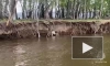 Сотрудники МЧС Тувы спасли ягненка из реки