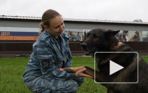 Пес Волк Меркурий помогает петербургской полиции раскрывать преступления