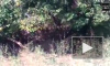 Видео из Индии: Разъяренный тигр ворвался в деревню и загнал гостей свадьбы на крышу