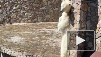 В Ленинградском зоопарке медведица Хаарчаана станцевала на задних лапах