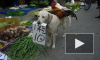 Забавное видео из Китая: собака, петух и курица торгуют на рынке