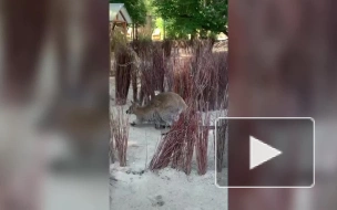 В Ленинградском зоопарке родила кенгуру