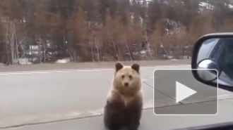 В Амурской области огромный медведь бросился под колеса автомобиля