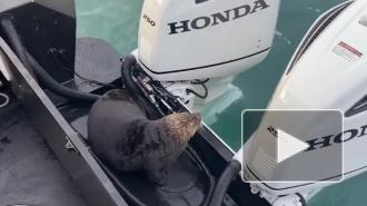 Опубликовано видео, как выдра спасается от косатки в лодке с людьми