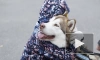 Более 250 петербуржцев поучаствовали в благотворительном забеге с собаками