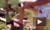Общественность собирает подписи, чтобы наказать алтайскую живодерку, которая перед камерой разрубила котенка топором