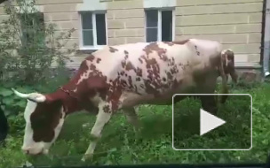 В Красном Селе бык выгуливает компанию тёлок