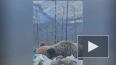 В Якутии медведя-шатуна заметили на свалке в поселке ...