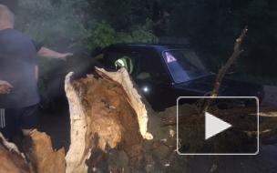 Во Владимирской области ураган повалил почти 100 деревьев 