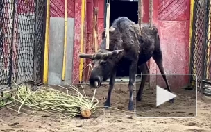 Лось Денис из Ленинградского зоопарка похвастался новыми рогами