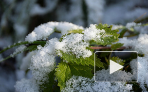 В Петербурге в понедельник пройдет дождь со снегом