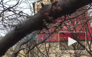 В центре Петербурга зацвела сакура