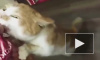 Жадный кот Борис из Питерского кошачьего приюта стал звездой интернета