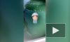 Видео: берег Великобритании атаковали 35-ти килограммовые медузы
