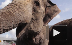 Дыхание Петербурга: интересные новости последней недели лета