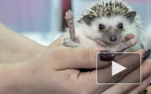 Как ухаживать за ежами: советы эксперта