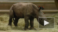 В США в зоопарке родился первый белый носорог "из ...