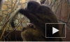 Появилось видео с малышом гиббона, который родился в Ленинградском зоопарке
