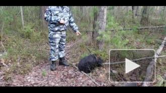 Видео: В Сургуте полицейская собака нашла 6 тайников с наркотиками 