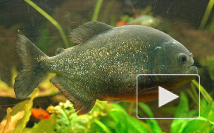 Пиранья обгрызла ногу ростовчанину Курилкину